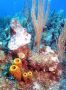 AmbergrisCaye05 - 121